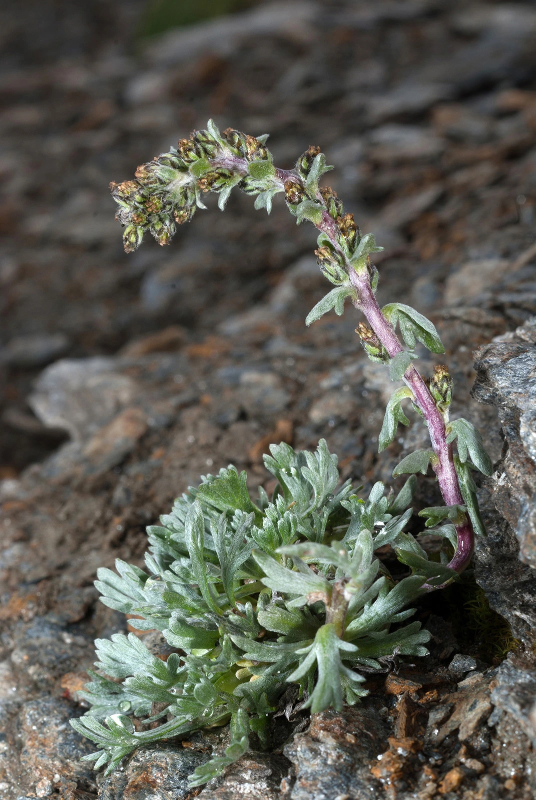 Photo Maurizio Broglio - Artemisia genipi